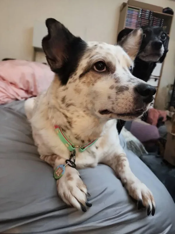 Buyer photo: white and tan spotted dog in a green collar wearing a round pixel-art tag with its own portrait
