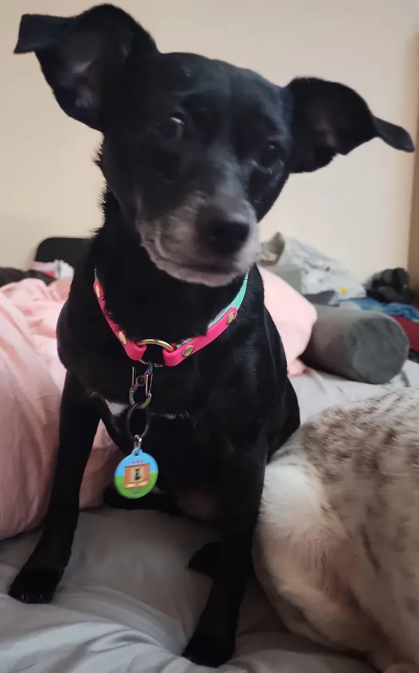 Buyer photo: black dog in a pink collar wearing a round pixel-art tag with its own portrait