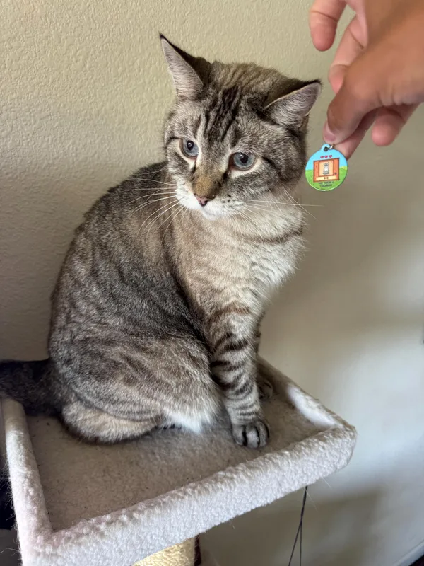 Buyer photo: gray tabby cat sitting on a cat tree, with its round pixel-art tag held up beside it